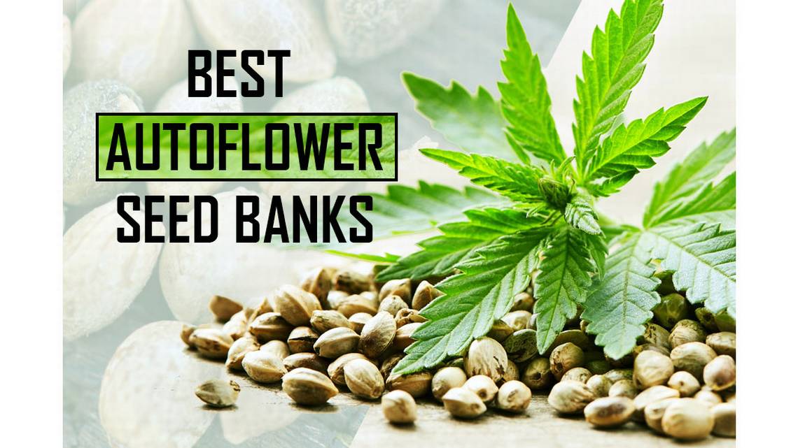 https://www.discountcannabisseeds.co.uk/