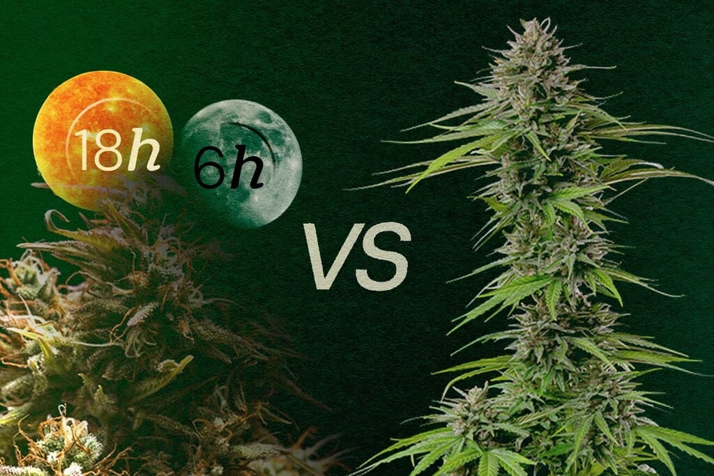 https://www.discountcannabisseeds.co.uk/