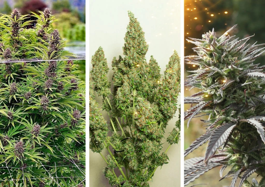 https://www.discountcannabisseeds.co.uk/