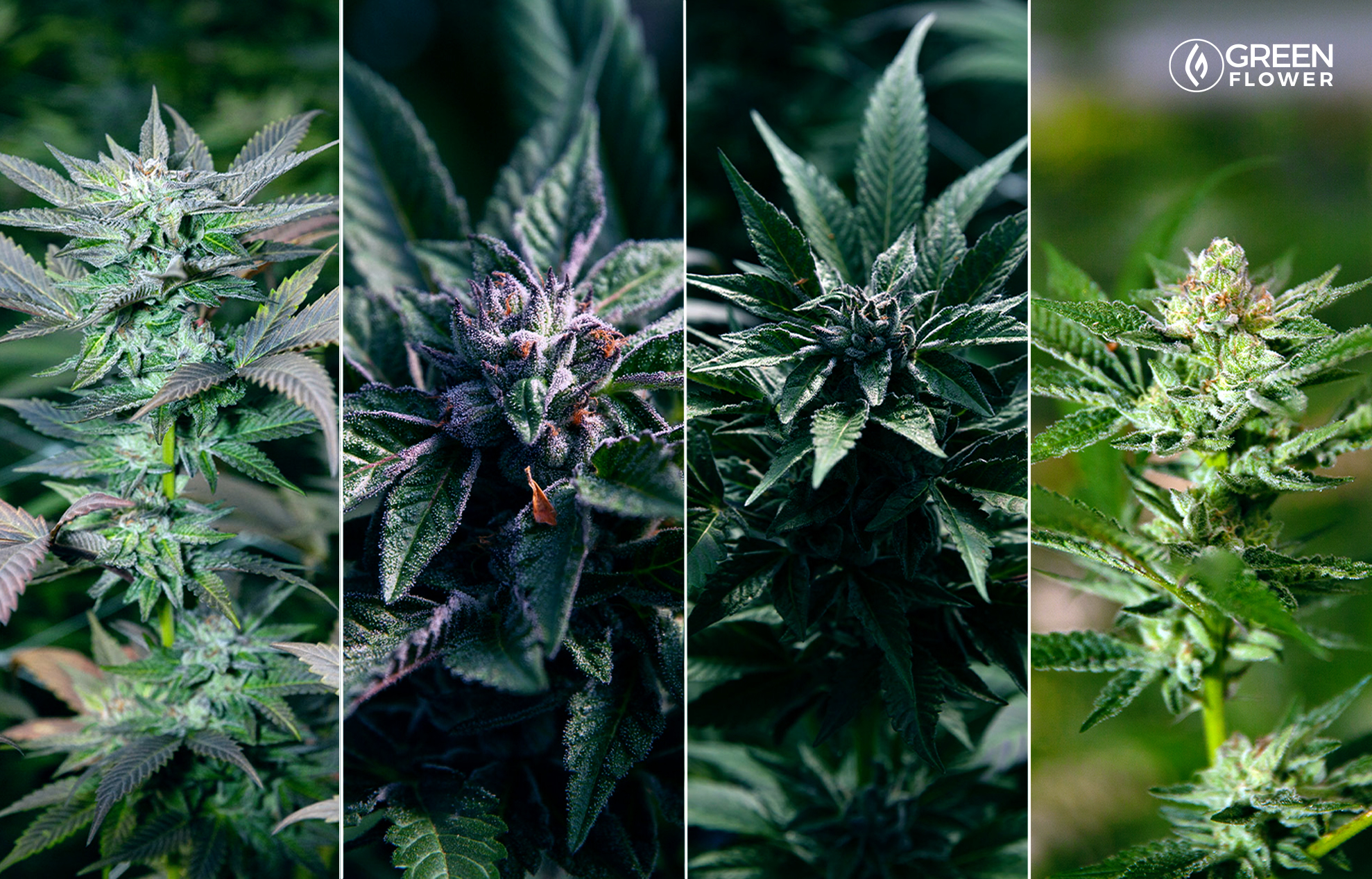 https://www.discountcannabisseeds.co.uk/