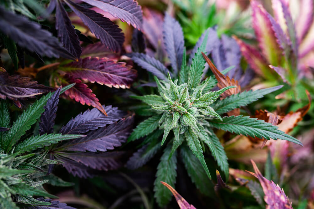 www.discountcannabisseeds.co.uk