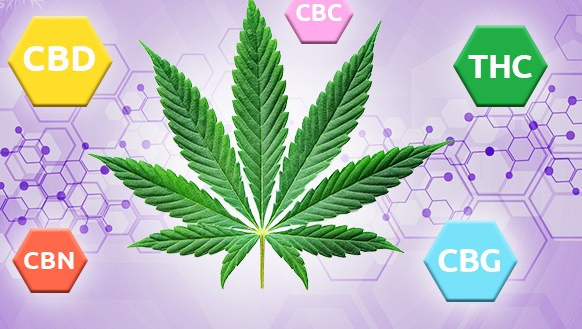https://www.discountcannabisseeds.co.uk/