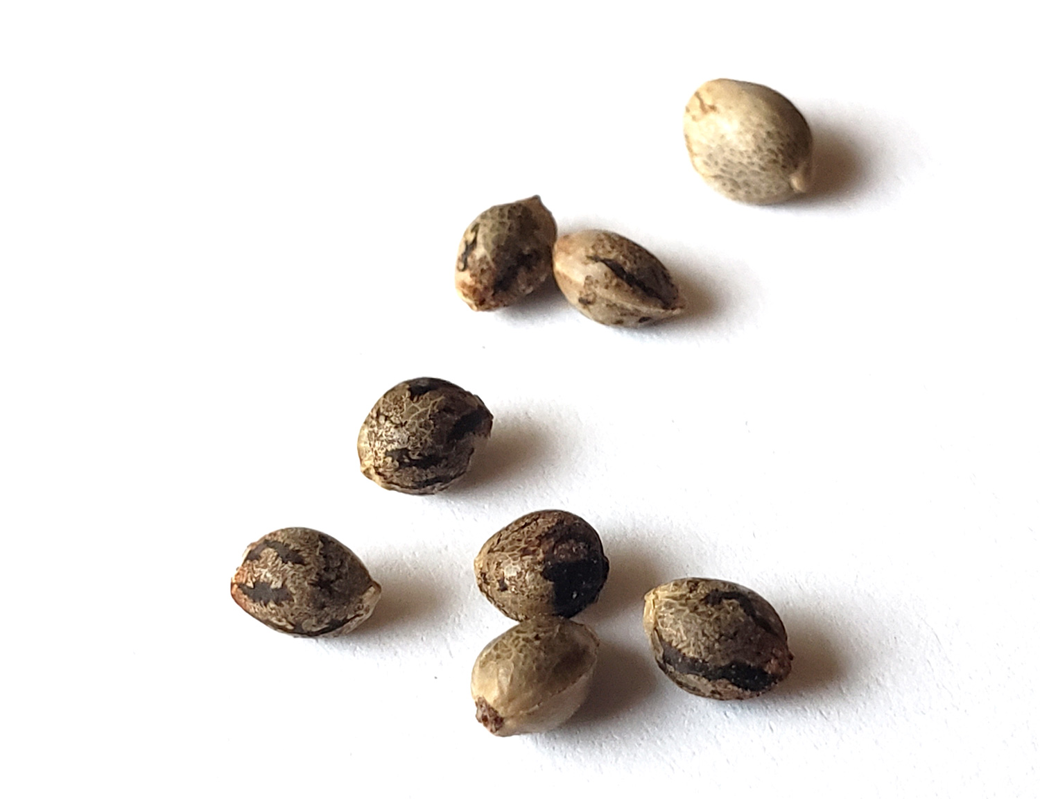 https://www.discountcannabisseeds.co.uk/