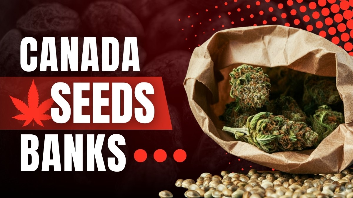 https://www.discountcannabisseeds.co.uk/