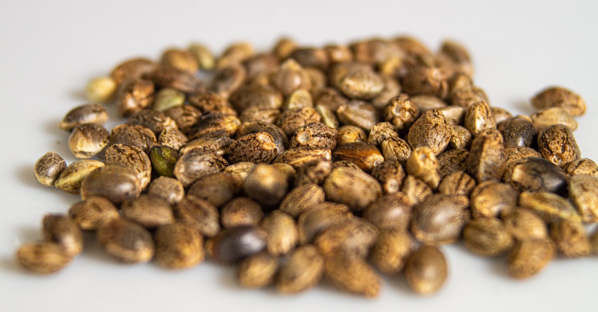 Discover the Exciting May Promotions at Discount Cannabis Seeds: Your Ultimate Introduction.