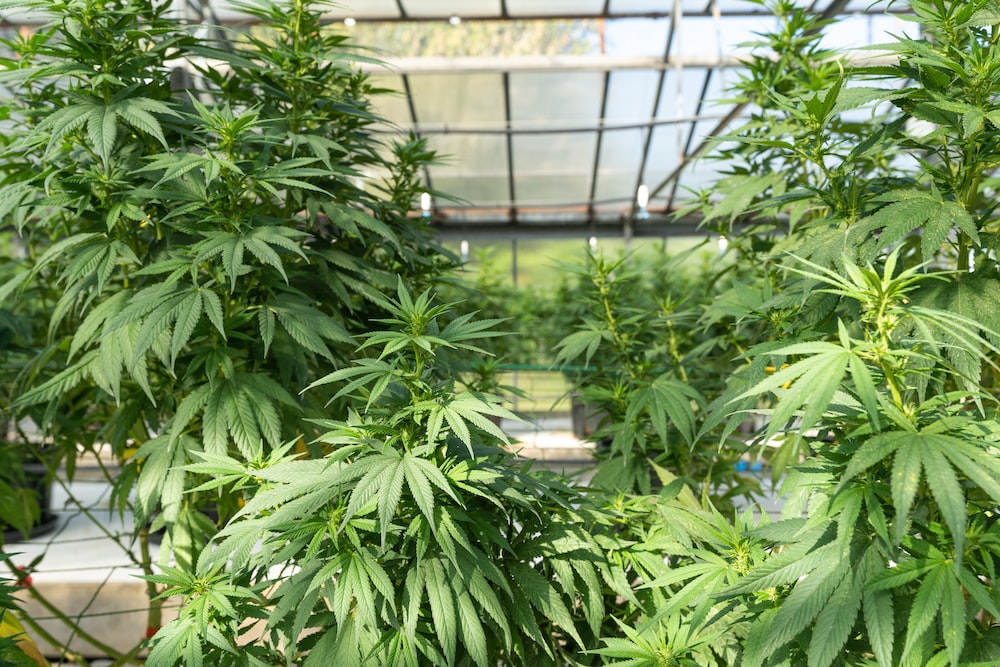 www.discountcannabisseeds.co.uk