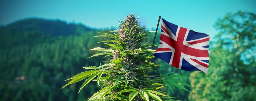 https://www.discountcannabisseeds.co.uk/