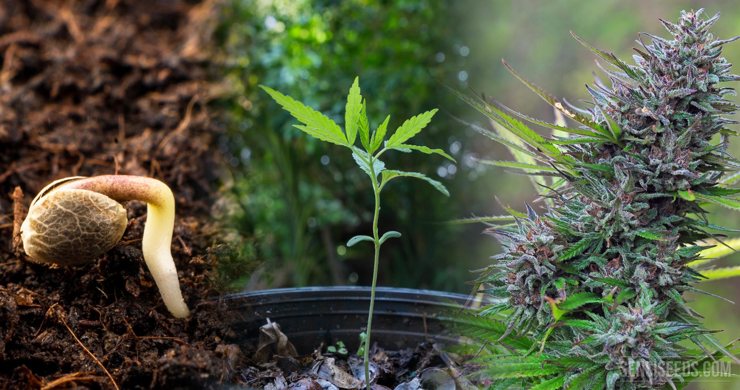 https://www.discountcannabisseeds.co.uk/