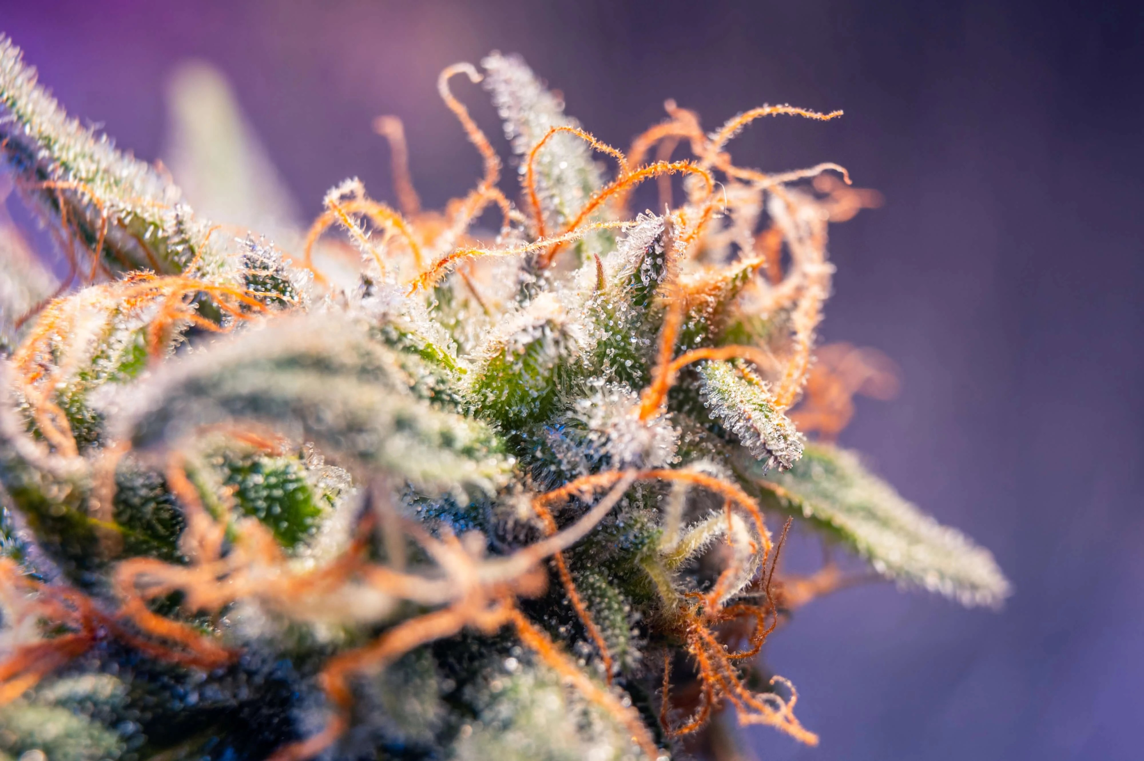 https://www.discountcannabisseeds.co.uk/
