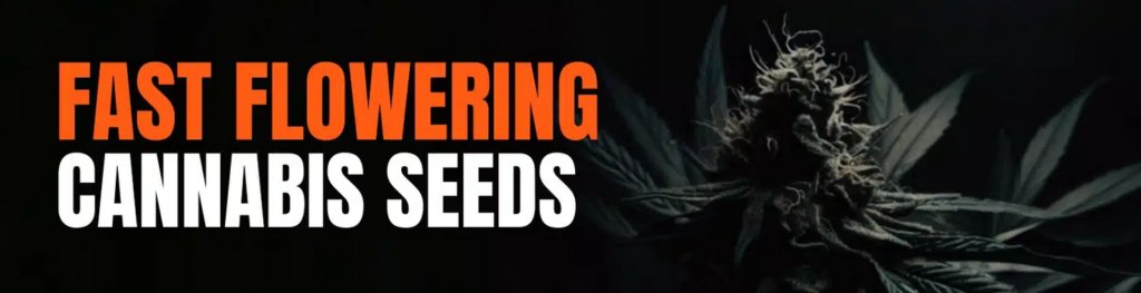 https://www.discountcannabisseeds.co.uk/