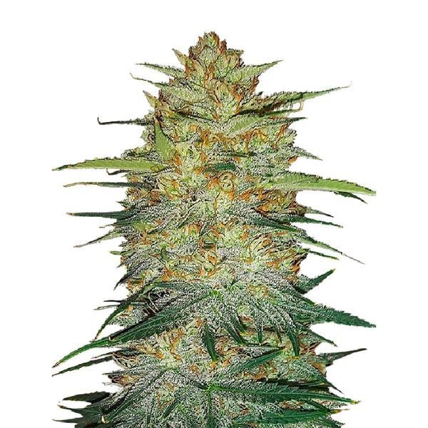 https://www.discountcannabisseeds.co.uk/