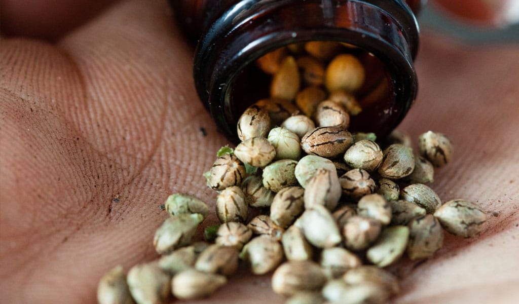 https://www.discountcannabisseeds.co.uk/