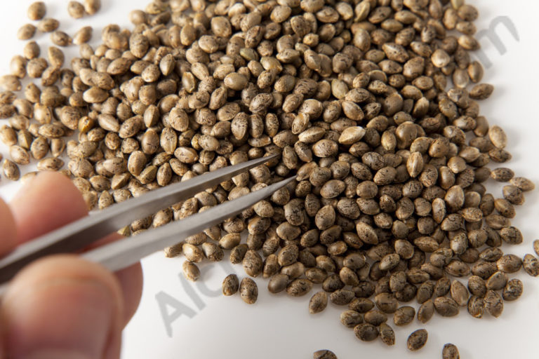https://www.discountcannabisseeds.co.uk/