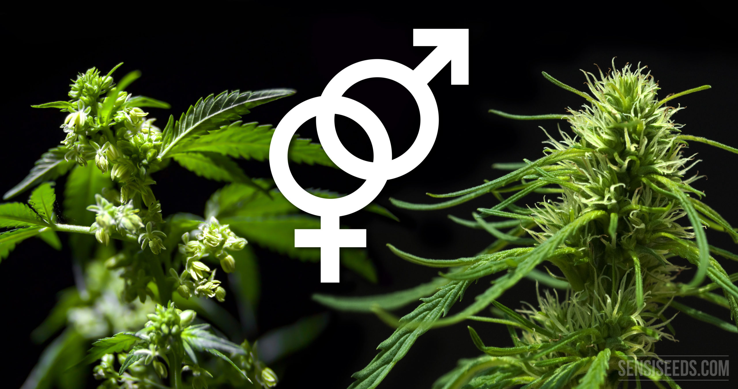 https://www.discountcannabisseeds.co.uk/