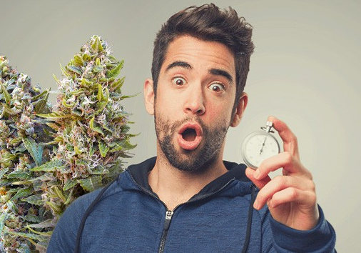 https://www.discountcannabisseeds.co.uk/