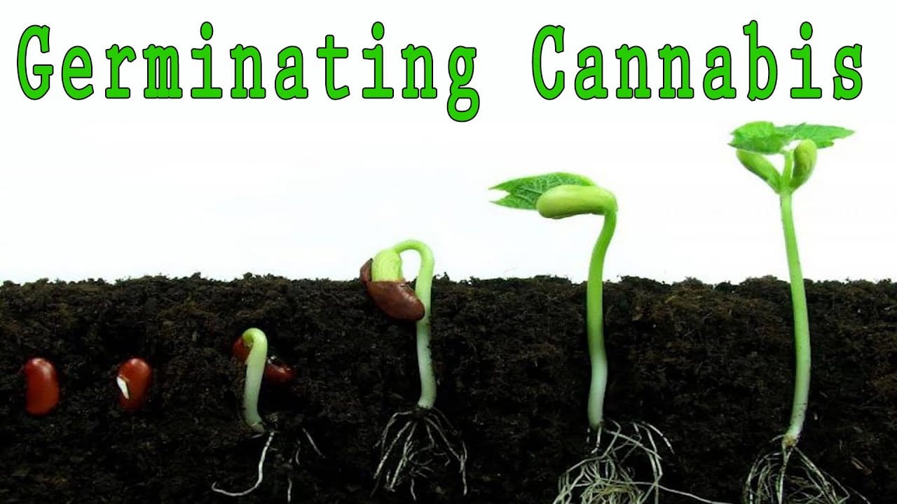 https://www.discountcannabisseeds.co.uk/
