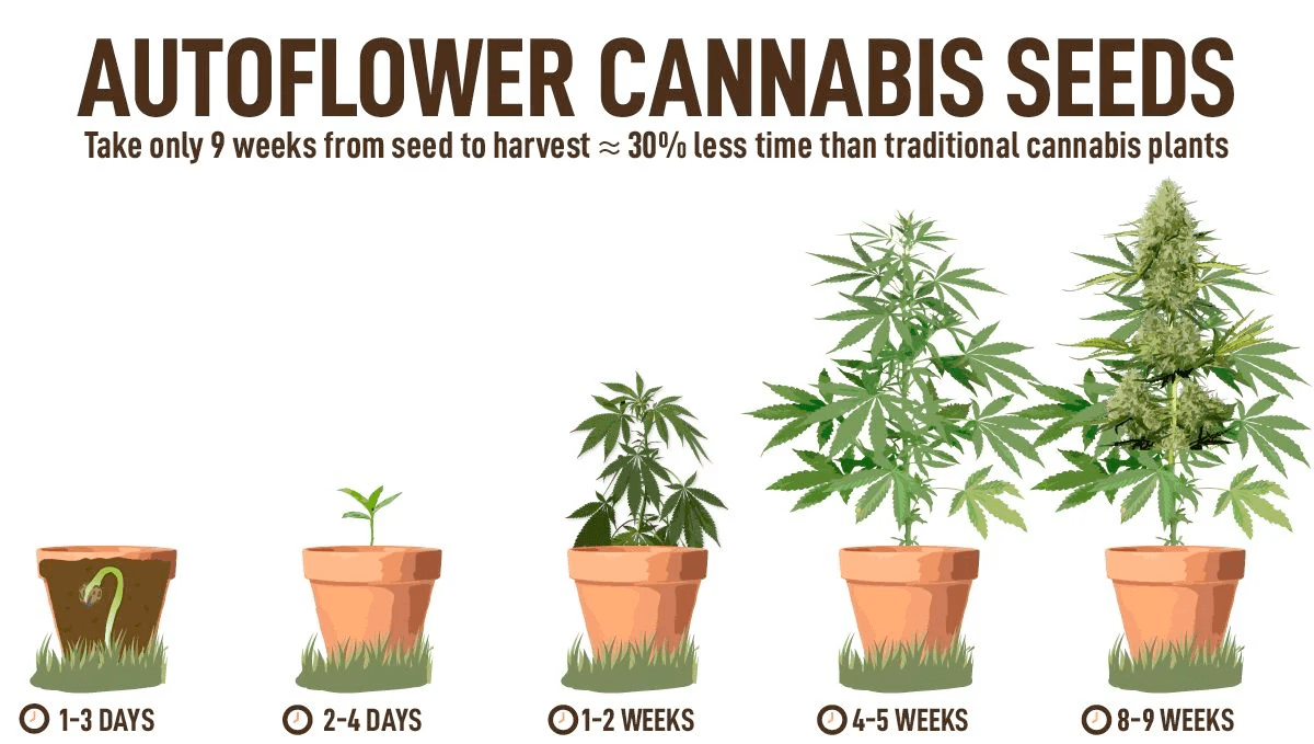 https://www.discountcannabisseeds.co.uk/