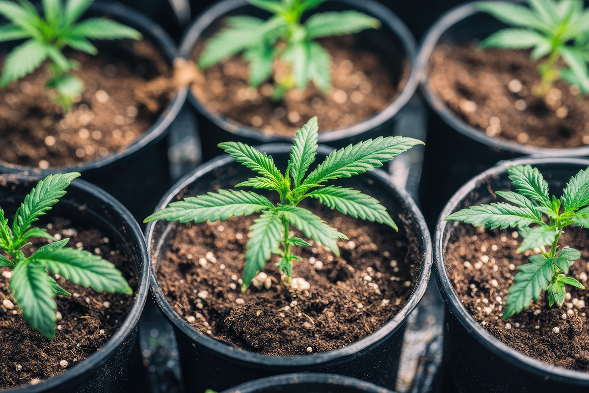 https://www.discountcannabisseeds.co.uk/