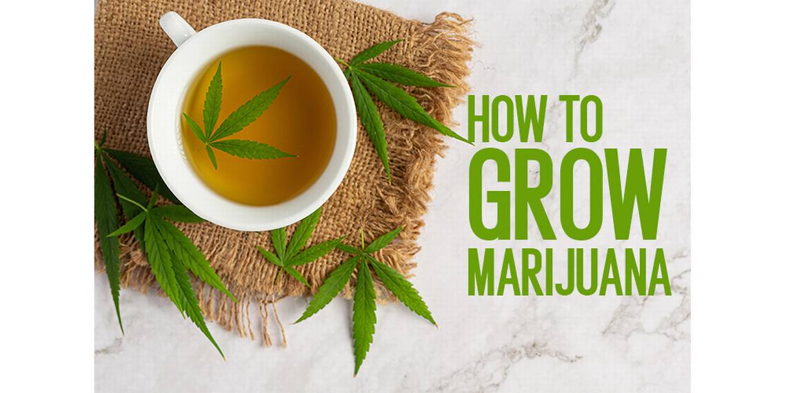 https://www.discountcannabisseeds.co.uk/