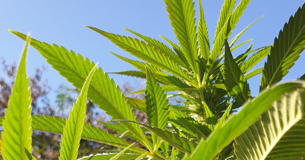 https://www.discountcannabisseeds.co.uk/