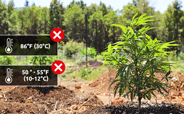 https://www.discountcannabisseeds.co.uk/