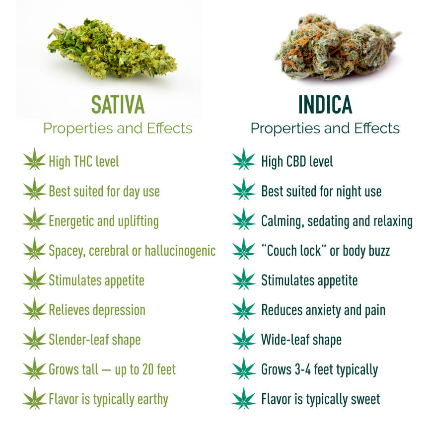 https://www.discountcannabisseeds.co.uk/