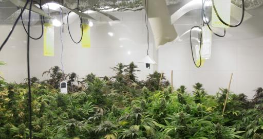 https://www.discountcannabisseeds.co.uk/