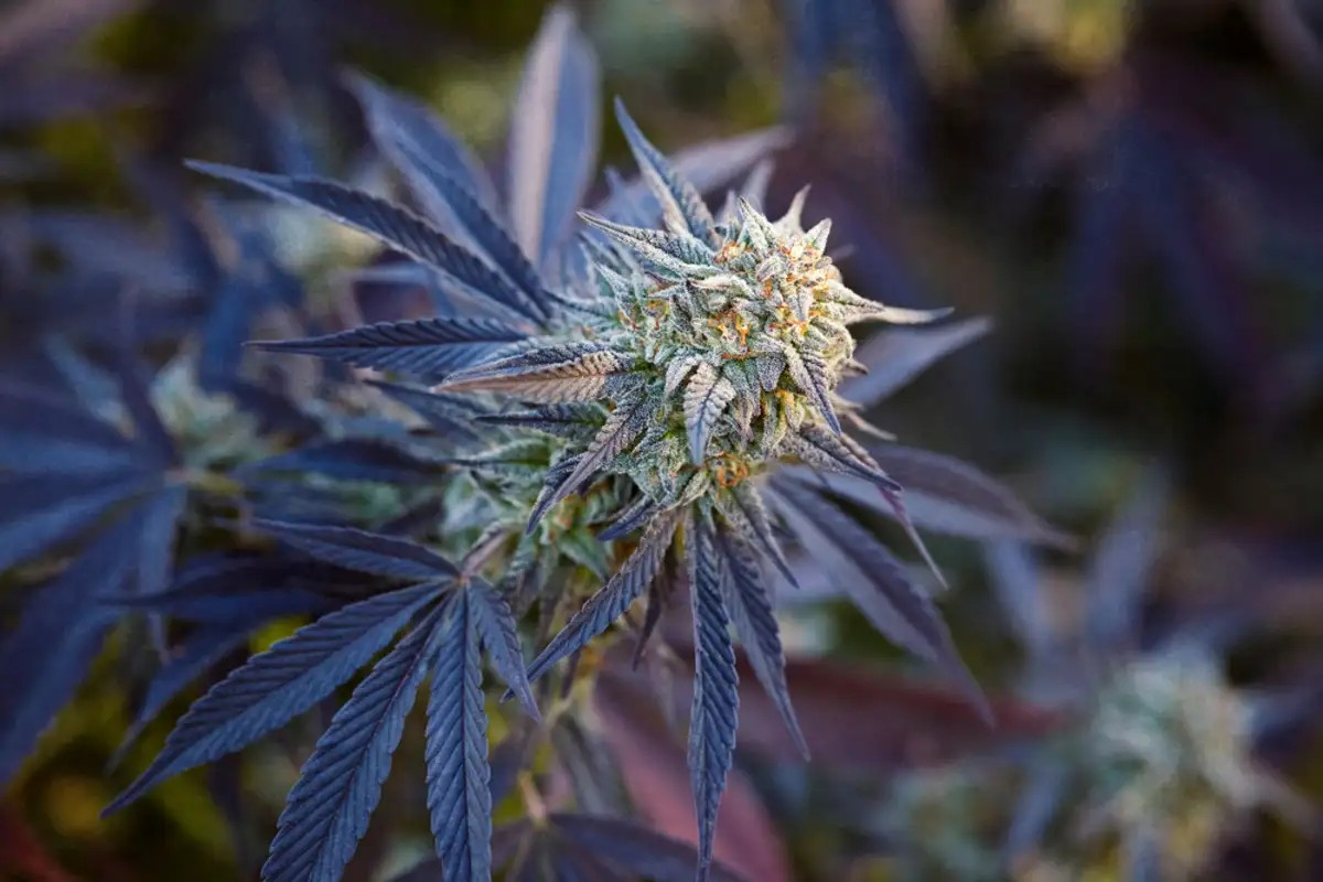 https://www.discountcannabisseeds.co.uk/