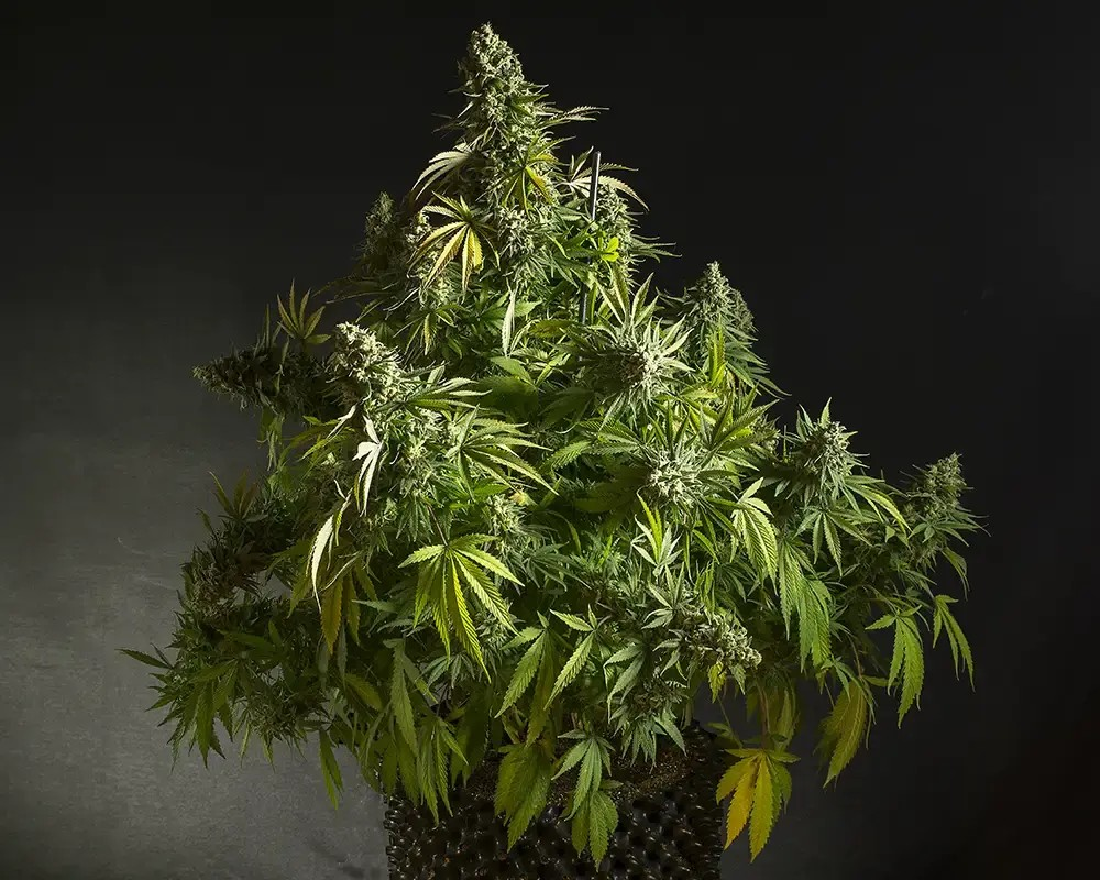 https://www.discountcannabisseeds.co.uk/