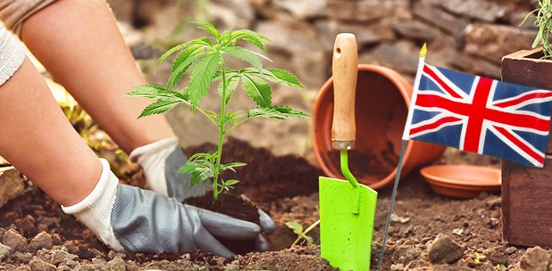 https://www.discountcannabisseeds.co.uk/