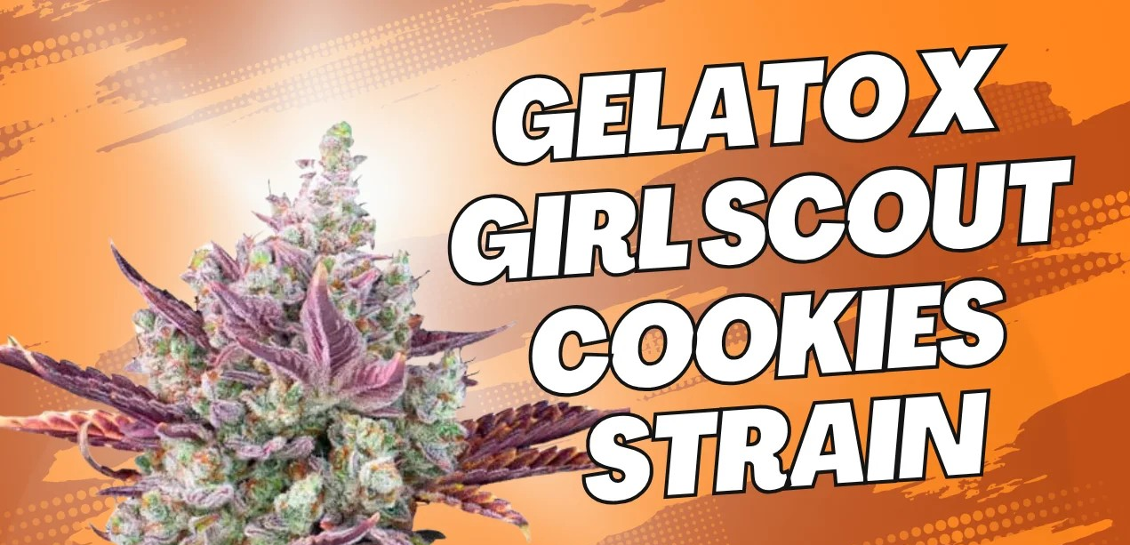 https://www.discountcannabisseeds.co.uk/