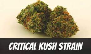 https://www.discountcannabisseeds.co.uk/