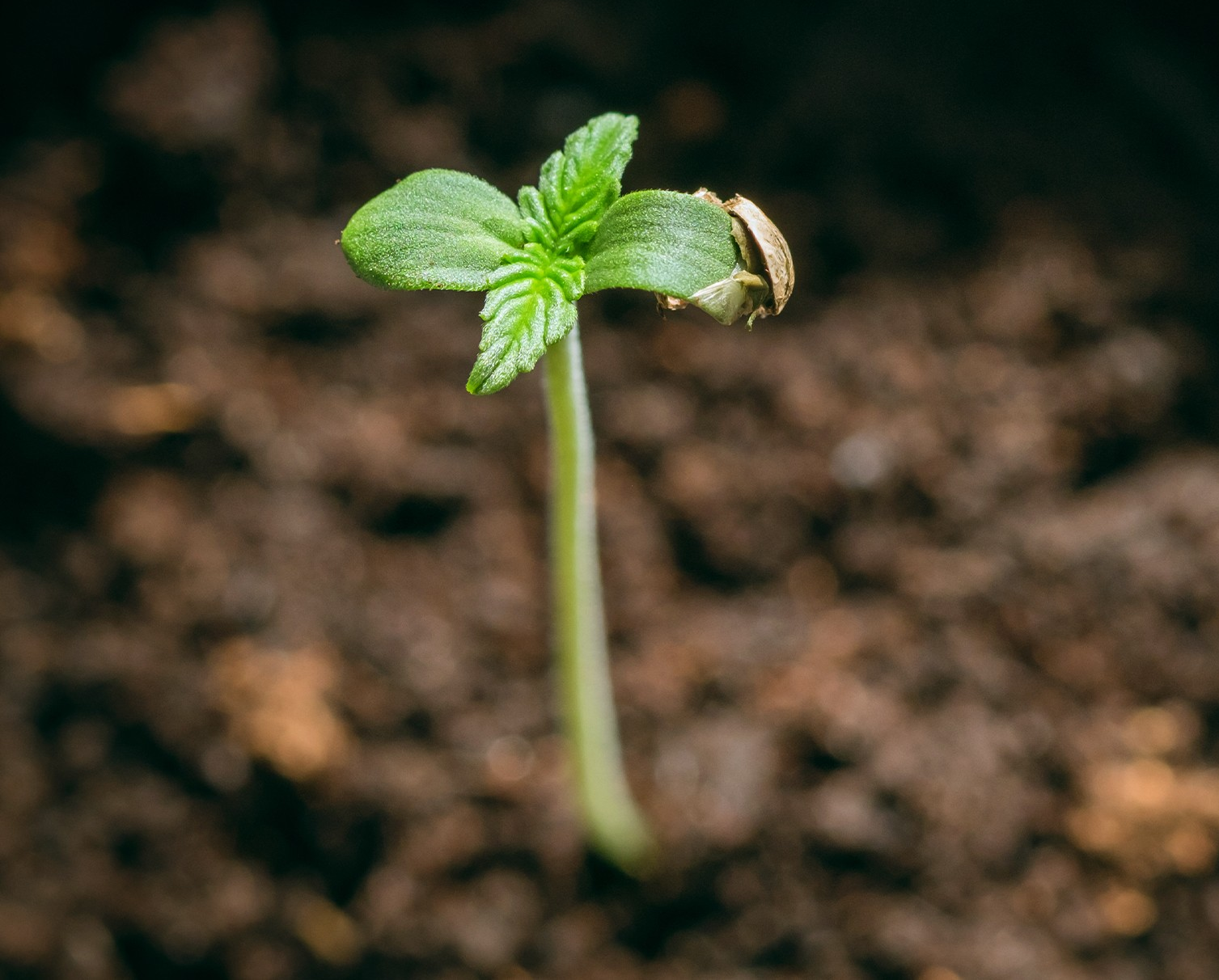 https://www.discountcannabisseeds.co.uk/