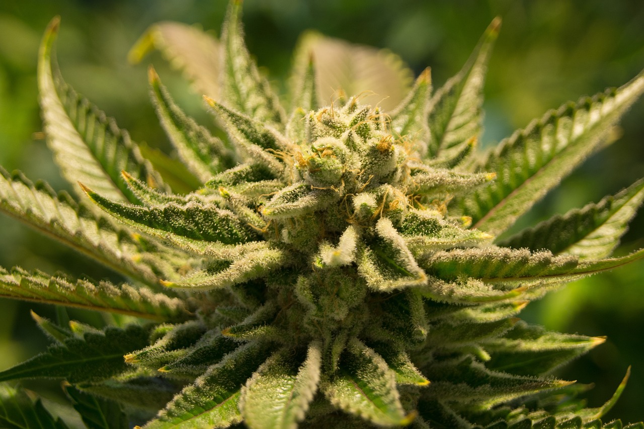 https://www.discountcannabisseeds.co.uk/