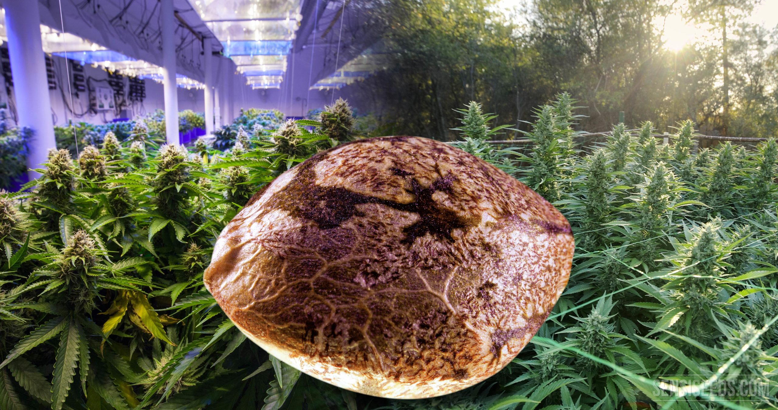 https://www.discountcannabisseeds.co.uk/