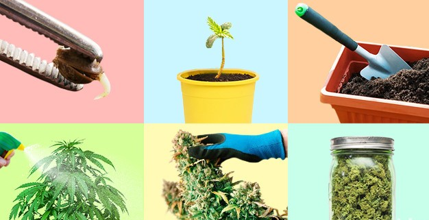 https://www.discountcannabisseeds.co.uk/