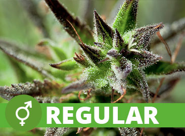 https://www.discountcannabisseeds.co.uk/