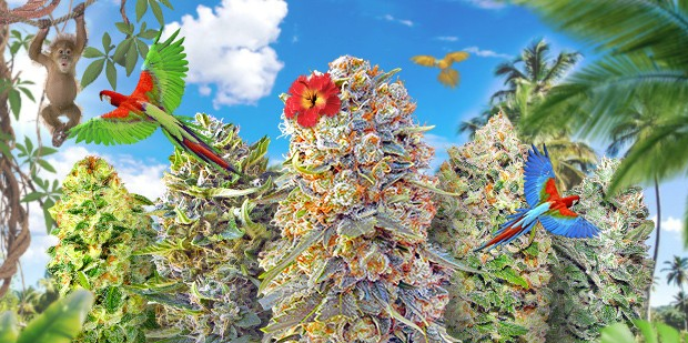 https://www.discountcannabisseeds.co.uk/