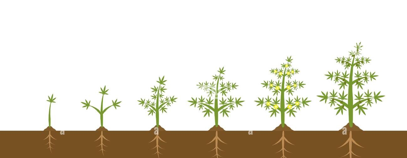https://www.discountcannabisseeds.co.uk/