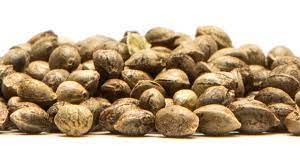 https://www.discountcannabisseeds.co.uk/
