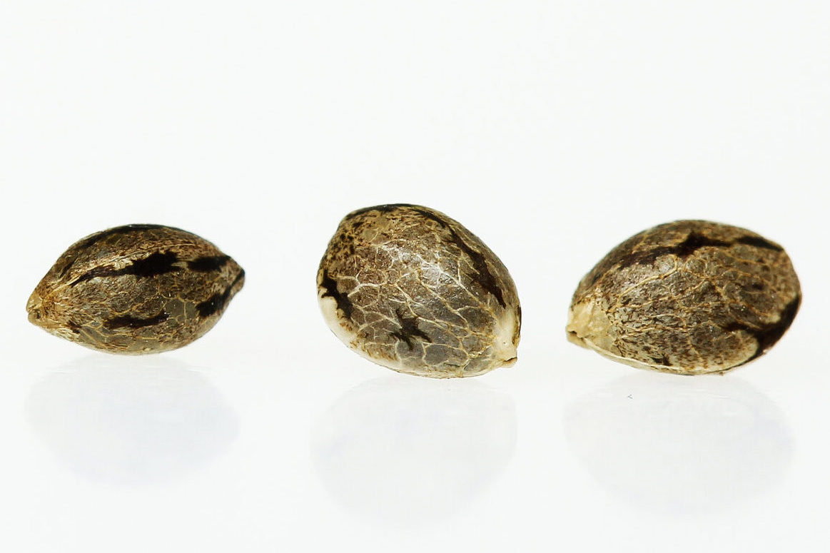 https://www.discountcannabisseeds.co.uk/