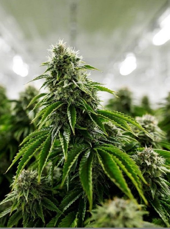 https://www.discountcannabisseeds.co.uk/