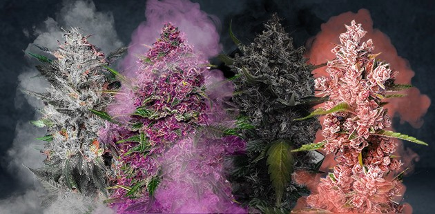 https://www.discountcannabisseeds.co.uk/