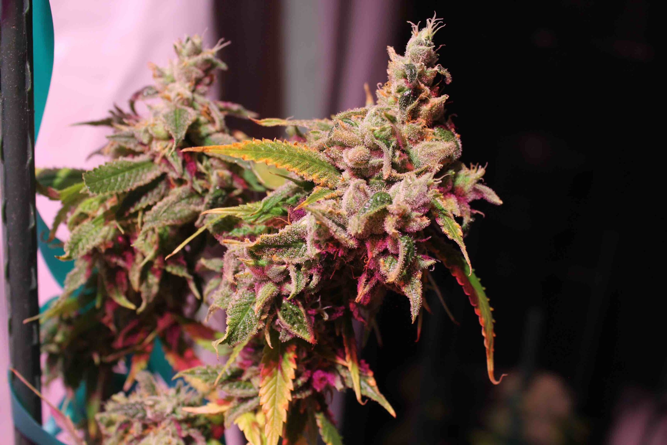 https://www.discountcannabisseeds.co.uk/