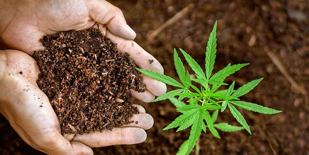 https://www.discountcannabisseeds.co.uk/