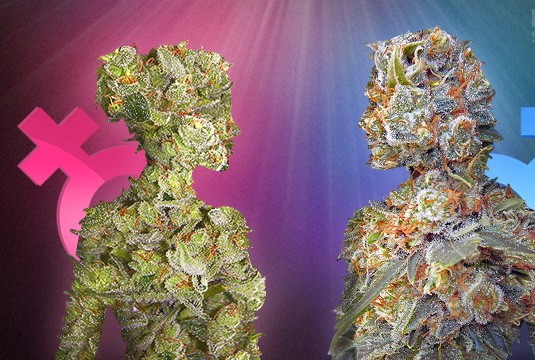 https://www.discountcannabisseeds.co.uk/