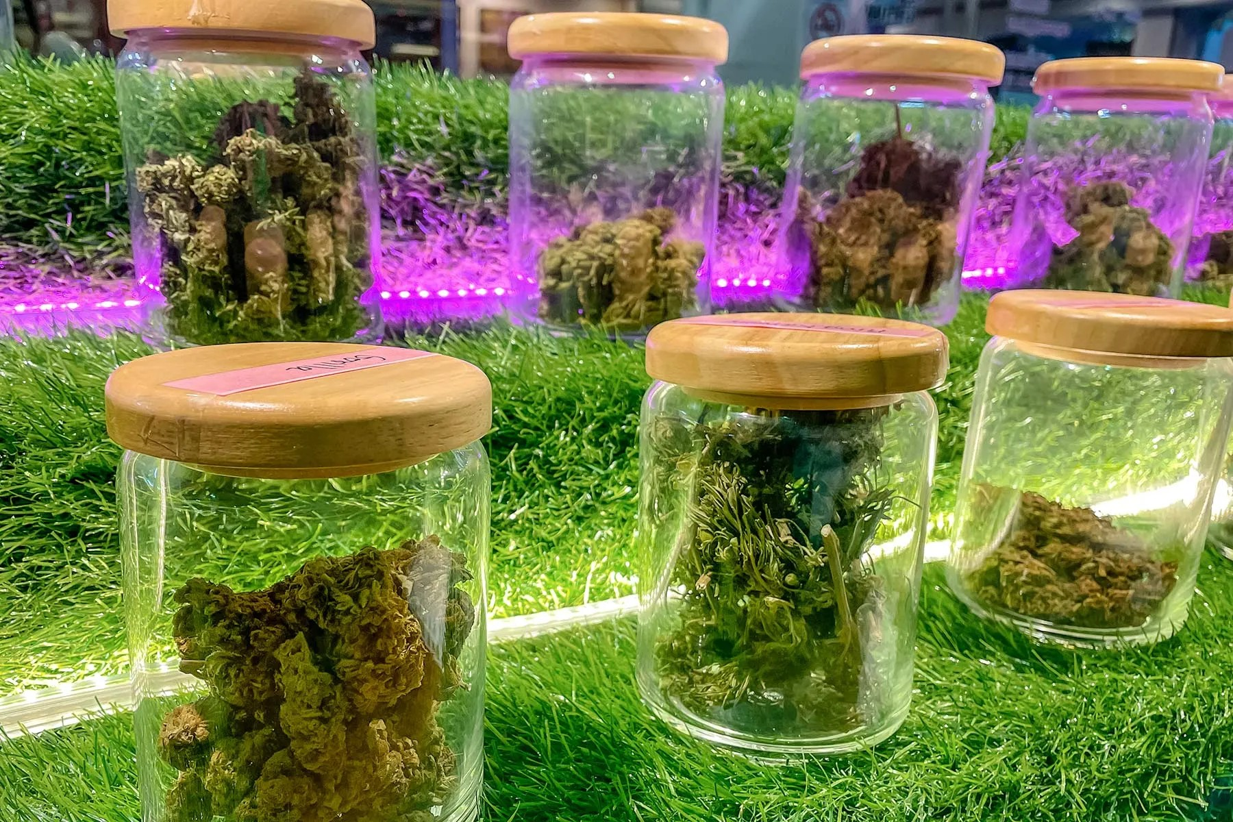 https://www.discountcannabisseeds.co.uk/