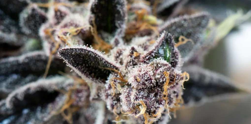 https://www.discountcannabisseeds.co.uk/