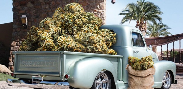 https://www.discountcannabisseeds.co.uk/