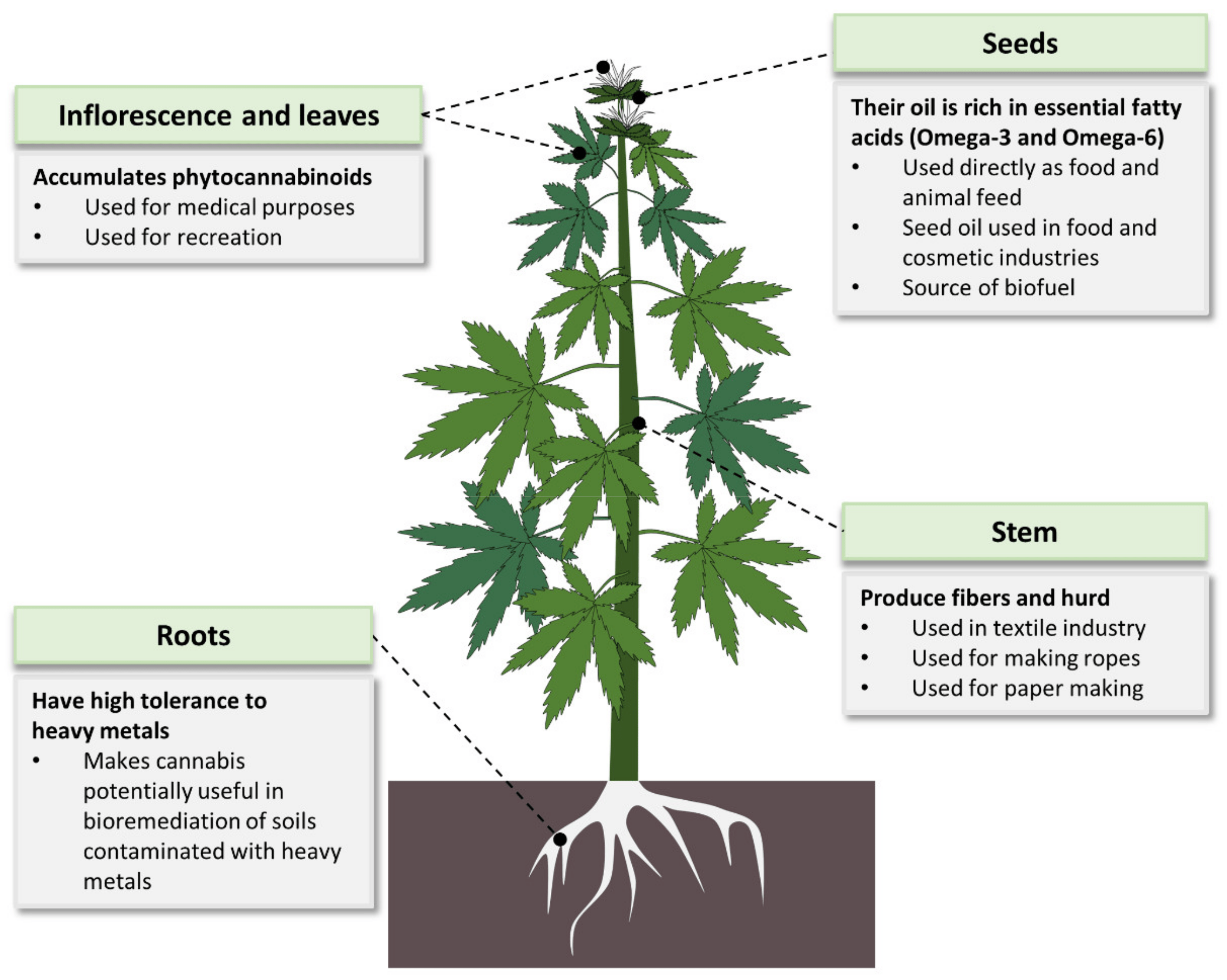 https://www.discountcannabisseeds.co.uk/